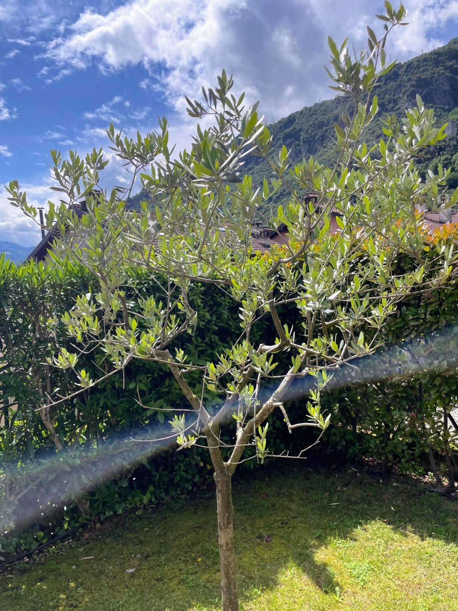 Comacina Villa Como Exteriér fotografie