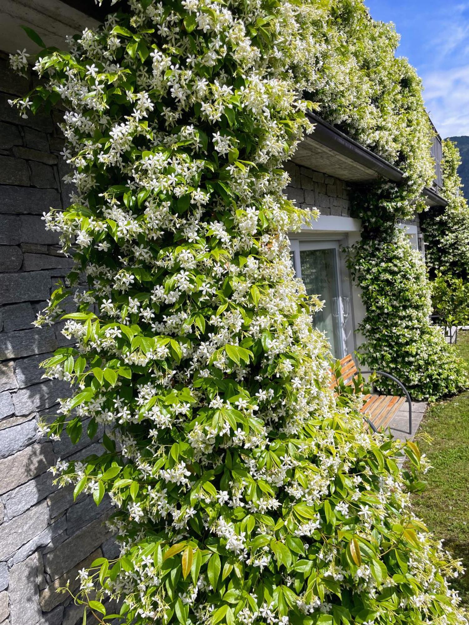 Comacina Villa Como Exteriér fotografie
